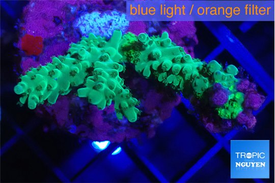 Acropora green 4-6 cm WYSIWYG acclimaté