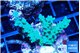 Acropora green 4-6 cm WYSIWYG acclimaté