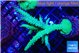 Acropora green & purple tip 6-9 cm WYSIWYG acclimaté