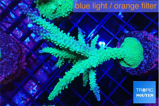Acropora green & purple tip 6-9 cm WYSIWYG acclimaté