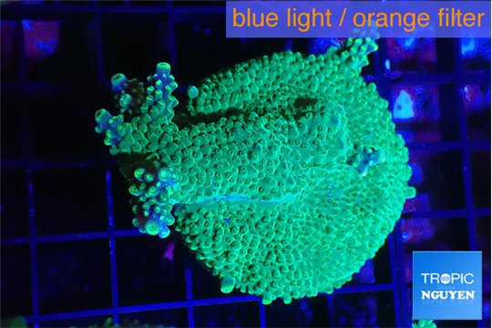 Acropora green & purple tip 4-6 cm WYSIWYG acclimaté
