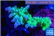 Acropora green purple Fijii 4-5 cm WYSIWYG acclimaté