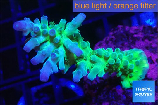 Acropora green purple Fijii 4-5 cm WYSIWYG acclimaté