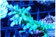 Acropora green purple Fijii 4-5 cm WYSIWYG acclimaté