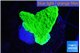 Montipora green cap 2-4 cm WYSIWYG acclimaté