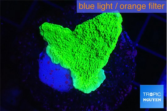 Montipora green cap 2-4 cm WYSIWYG acclimaté