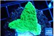 Montipora green cap 2-4 cm WYSIWYG acclimaté