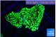 Montipora green 3-4 cm WYSIWYG acclimaté