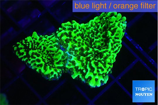 Montipora green 3-4 cm WYSIWYG acclimaté