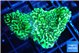 Montipora green 3-4 cm WYSIWYG acclimaté