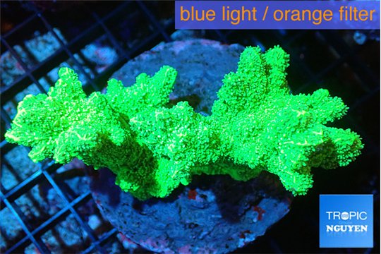 Hydnophora neon green 7-10 cm WYSIWYG acclimaté