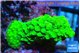 Acropora green 4-6 cm WYSIWYG acclimaté