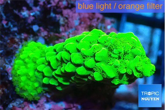 Acropora green 4-6 cm WYSIWYG acclimaté