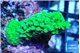 Acropora green 4-6 cm WYSIWYG acclimaté