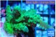 Acropora green 4-6 cm WYSIWYG acclimaté