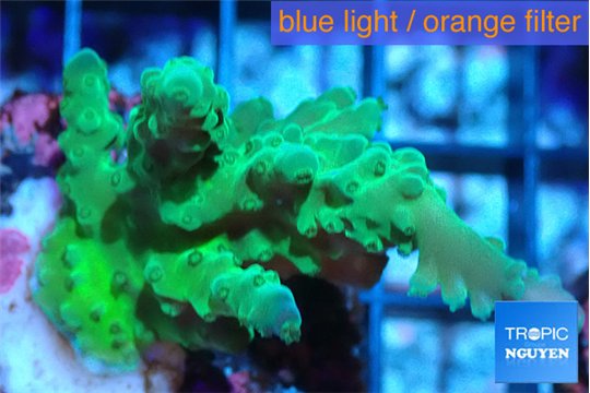 Acropora green 4-6 cm WYSIWYG acclimaté