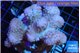 Pocillopora verrucosa pink 7-10 cm WYSIWYG acclimaté