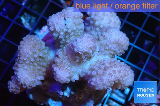 Pocillopora verrucosa pink 7-10 cm WYSIWYG acclimaté