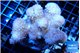Pocillopora verrucosa pink 7-10 cm WYSIWYG acclimaté