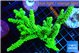 Acropora neon green 9-15 cm WYSIWYG acclimaté