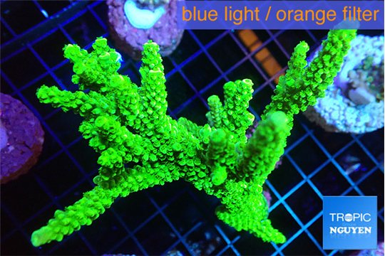 Acropora neon green 9-15 cm WYSIWYG acclimaté