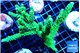 Acropora neon green 9-15 cm WYSIWYG acclimaté