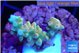 Acropora microclados gold tip 2-3 cm WYSIWYG acclimaté