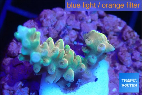 Acropora microclados gold tip 2-3 cm WYSIWYG acclimaté
