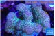 Pocillopora verrucosa pink 7-10 cm WYSIWYG acclimaté