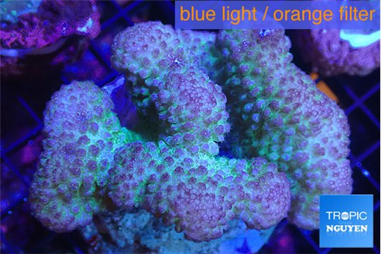 Pocillopora verrucosa pink 7-10 cm WYSIWYG acclimaté