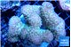 Pocillopora verrucosa pink 7-10 cm WYSIWYG acclimaté