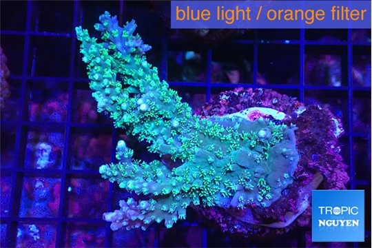 Acropora joker 4-6 cm WYSIWYG acclimaté