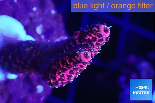 Acropora hyacinthus pink 2-4 cm WYSIWYG acclimaté