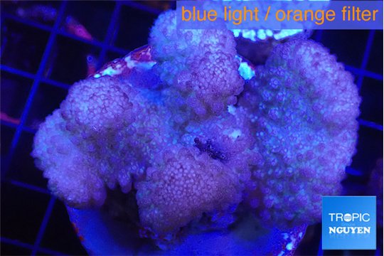 Pocillopora verrucosa pink 7-10 cm WYSIWYG acclimaté