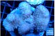 Pocillopora verrucosa pink 7-10 cm WYSIWYG acclimaté