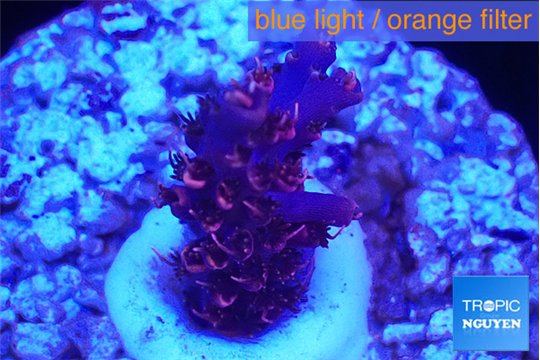 Acropora hyacinthus pink 2-3 cm WYSIWYG acclimaté