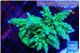 Acropora green& blue tip 7-11 cm WYSIWYG acclimaté