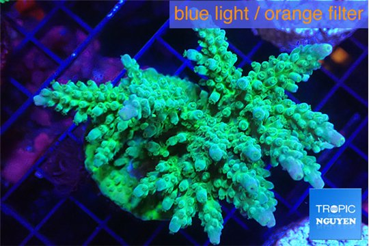 Acropora green& blue tip 7-11 cm WYSIWYG acclimaté