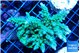 Acropora green& blue tip 7-11 cm WYSIWYG acclimaté