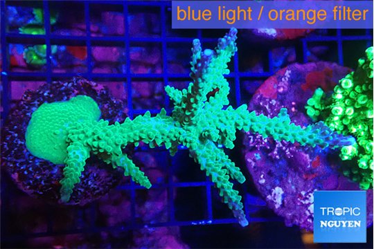 Acropora green & purple tip 7-10 cm WYSIWYG acclimaté