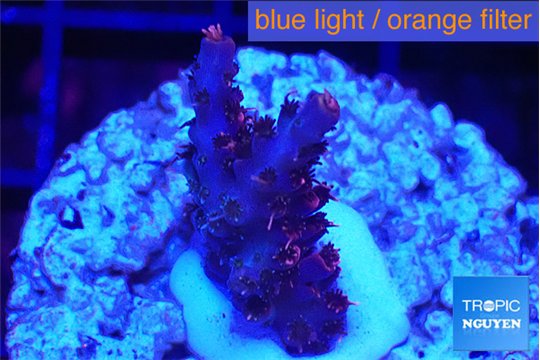 Acropora hyacinthus pink 2-3 cm WYSIWYG acclimaté