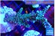 Acropora joker 4-6 cm WYSIWYG acclimaté