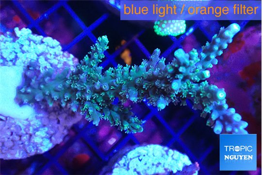 Acropora joker 4-6 cm WYSIWYG acclimaté