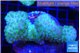 Pocillopora verrucosa green & pink 7-10 cm WYSIWYG acclimaté