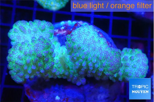 Pocillopora verrucosa green & pink 7-10 cm WYSIWYG acclimaté