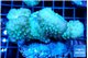 Pocillopora verrucosa green & pink 7-10 cm WYSIWYG acclimaté