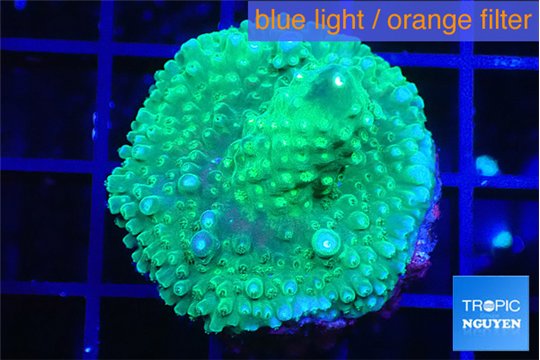 Acropora green & purple tip 3-4 cm WYSIWYG acclimaté