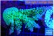 Acropora green & purple tip 4-6 cm WYSIWYG acclimaté