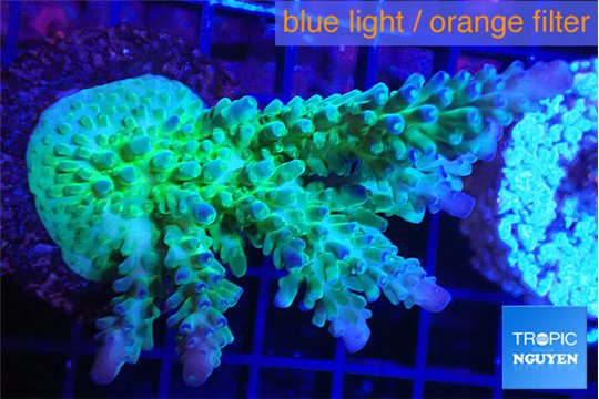Acropora green & purple tip 4-6 cm WYSIWYG acclimaté