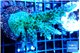 Acropora green & purple tip 4-6 cm WYSIWYG acclimaté
